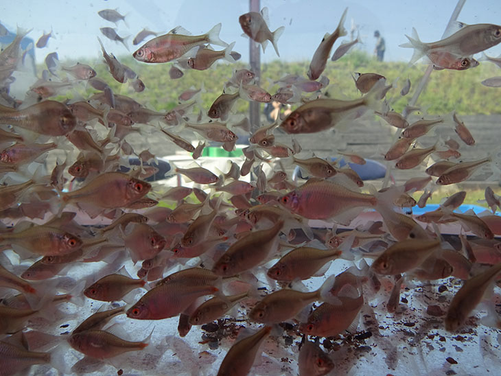 川開きフェスタ2018で展示されたミニ水族館