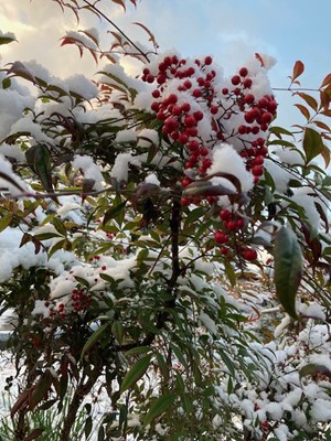 本日朝から雪景色(^^)